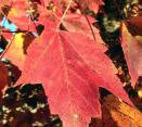 red-maple-leaf-in-autumn-608x544